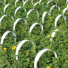 306 Pack with Handle - 18 plants